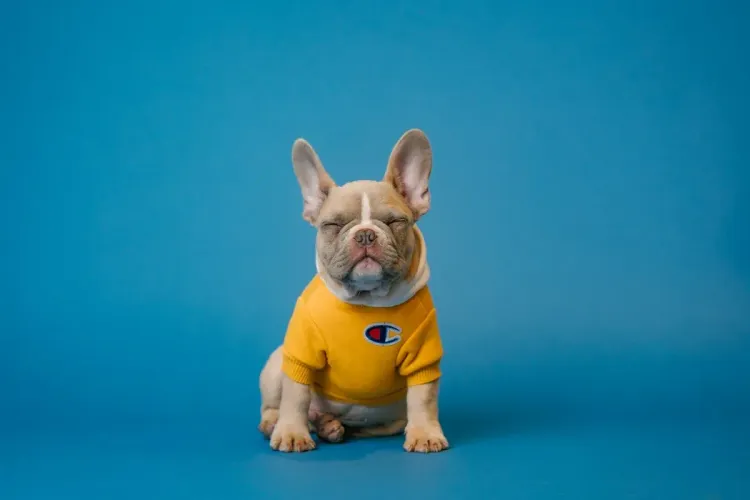 Starting an Online Pet Supplies & Veterinary Accessories Store in Nepal: Dog Food, Toys & Automated Refills - Sazilo Store