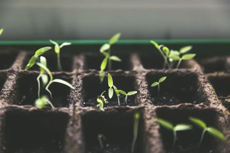 Online Plant Nursery & Urban Gardening in Nepal: Indoor Plants, Succulents, Pots & Safe Soil Transit - Sazilo Store